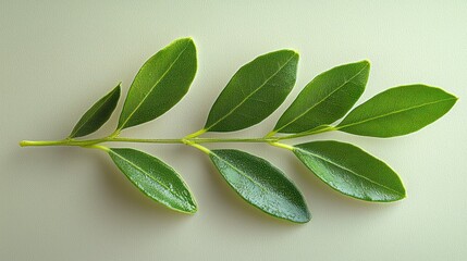 Naklejka premium Flat lay of a vibrant green plant branch on a light background