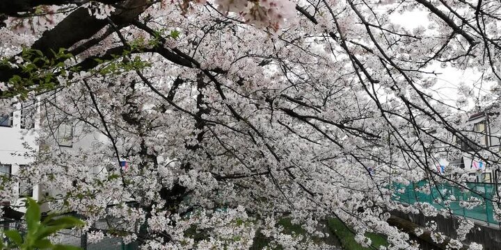 日本寺院風景
