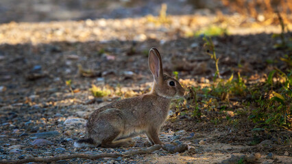 common rabbit or European rabbit (Oryctolagus cuniculus) posing right wing