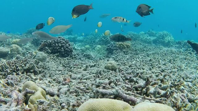 Moorish idol fish,  chaetodon lunulatus fish, brown surgeonfish, and several other types of fish that live in coral reefs