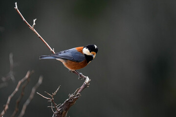 Varied Tit - Japan
