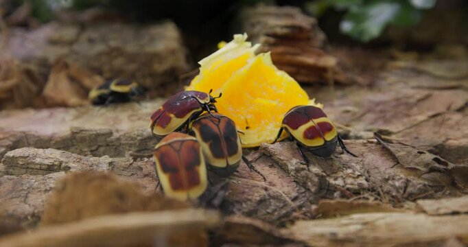 Taxicab Beetles Eating an Orange