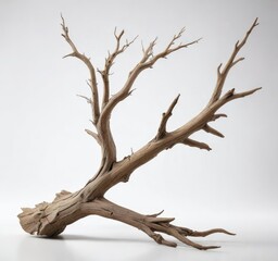 Fototapeta premium Weathered rustic driftwood branch isolated on white background , curvy, beach, nature