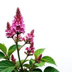 White background with isolated Veronica longifolia flowers, landscape, botanical
