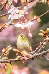 河津桜とメジロ