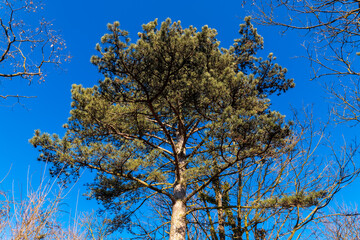 Tall pine tree reaches for clear blue sky in a tranquil forest setting during a sunny day in early...