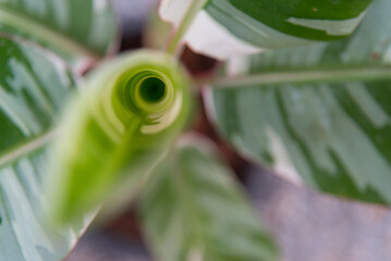 Obraz premium Closeup focus to Little Musa Frorida Variegated in the pot 