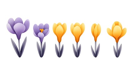 Colorful Crocus Flowers in Various Stages of Blooming and Growth