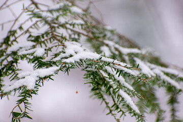 Snow on Hemlock