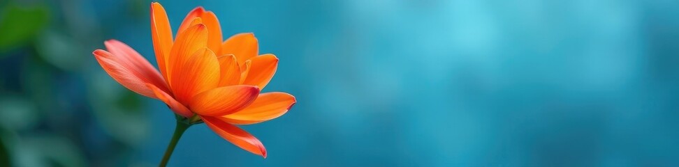 Obraz premium delicate orange petals unfolding from a blue background, botanical, nature