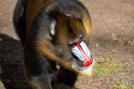 Mandrill