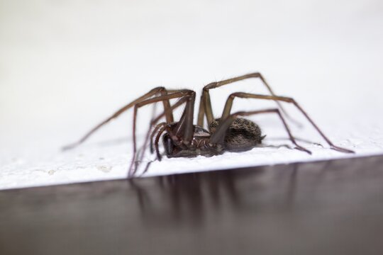 Barn funnel weaver, Tegenaria domestica