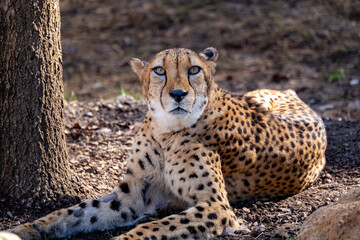 Cheetah