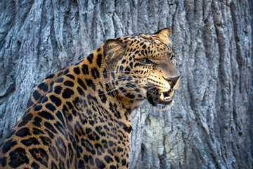 African Leopard