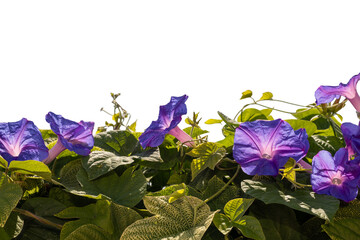 Purple Morning Glory Flowers with Green Leaves
