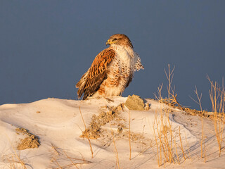 Ferruginous hawk - Sunrise