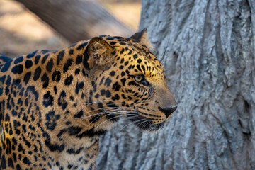 African Leopard