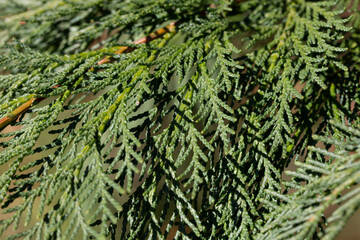 Close-up view of Thuja in the garden. Evergreen dwarf tree with a well-defined main trunk and many side branches.