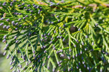 Cypress cedar tree branch. Thuja occidentalis bush is evergreen coniferous tree in cypress family Cupressaceae. Macro cypress, cedar seeds background pattern.