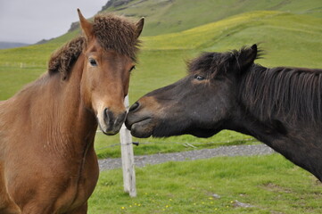Icelandic horses