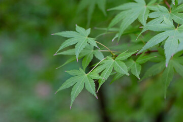 Obraz premium Close-up of green foliage of the Acer palmatum Thunb tree on a dark natural background. Beautiful green leaves of Japanese Maple in the park. Selective focus