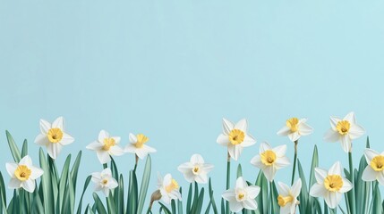 Fototapeta premium A soft, pastel blue background with delicate daffodils blooming at the edges, creating a fresh and airy springtime feel.
