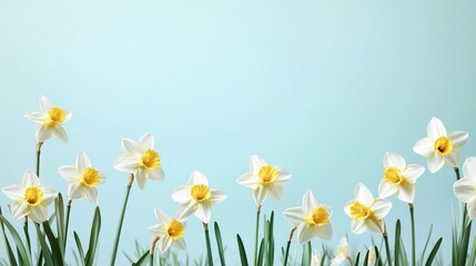 Obraz premium A soft, light blue background with delicate daffodils blooming at the edges, creating a fresh and minimal spring atmosphere.