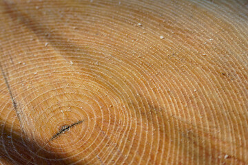 A few annual wood rings