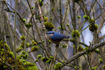 The Eurasian nuthatch on a branch looking straight into the camera. Identify with his beautiful...