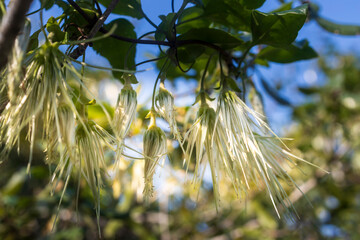 Clematis cirrhosa is very common and is often seen winding around trees in Mediterranean groves. Flora of Israel.