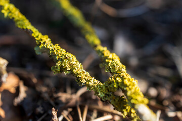 Xanthoria parietina is a foliose lichen from the Teloschistaceae family, found on a broken branch.