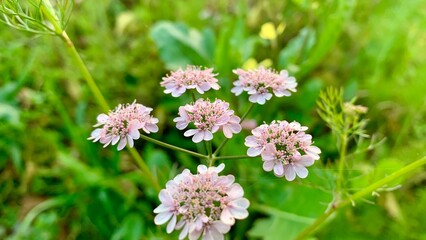 Hollowstem Burnet Slaves are also his flowers of colour