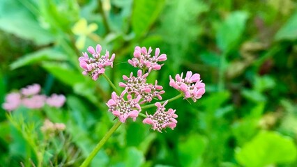 Hollowstem Burnet Slaves are also his flowers of colour