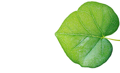 Obraz premium A close-up of a vibrant green clover leaf resting on a smooth white background, symbolizing good luck and prosperity, with intricate veins and a soft glow highlighting its delicate texture