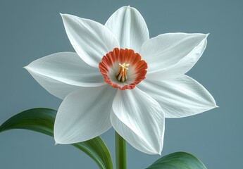 Fototapeta premium Close up of a single white flower with a reddish brown center against a muted blue gray background. The petals are delicate and slightly textured