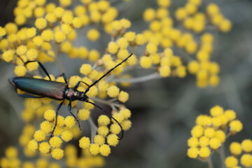 Moschusk&auml;fer auf Currykraut