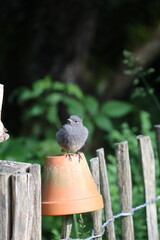 Junges Rotschw&auml;nzchen