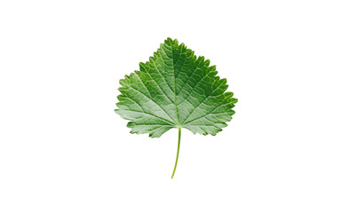 A minimalistic shot of a single Gotu kola leaf lying flat against a bright white backdrop, focusing on its detailed surface pattern