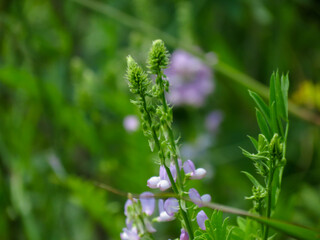 close up of lavender