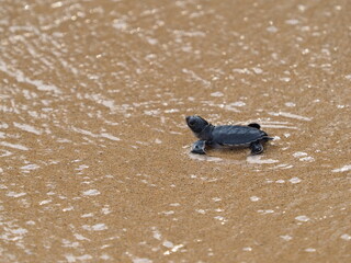 Baby green turtle hatchlings 