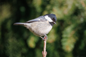 A coal tit sits on top of the branch perpendicular to the camera lens on a sunny winter day.