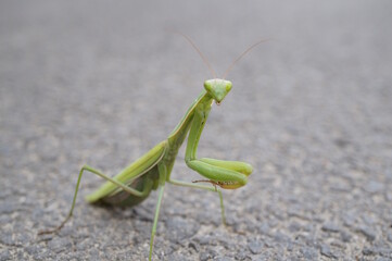 The green mantis in close-up. Insects in nature.