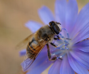 A bee collects nectar from chicory.
