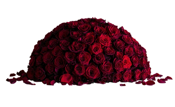 A romantic Valentine's Day arrangement of a large bouquet of deep red roses, delicately placed on a white surface with some scattered petals around the base.
