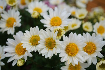 A blooming chrysanthemum. White chamomile.