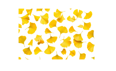 A set of yellow ginkgo leaves artistically scattered across a white background, with some leaves overlapping and others positioned to create an abstract composition