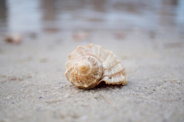 A seashell on the riverbank. Twilight.