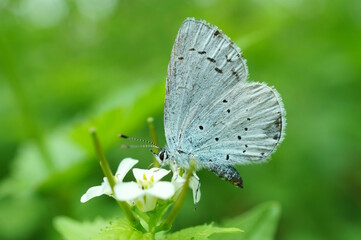A small beautiful butterfly on a background of green grass.