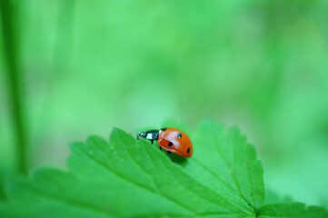 A beautiful little ladybug on a background of green grass.