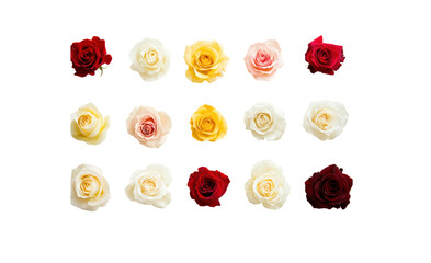 A top-down view of a variety of yellow, white, red, and pink roses placed symmetrically on a pristine white background. The flowers are arranged with precision